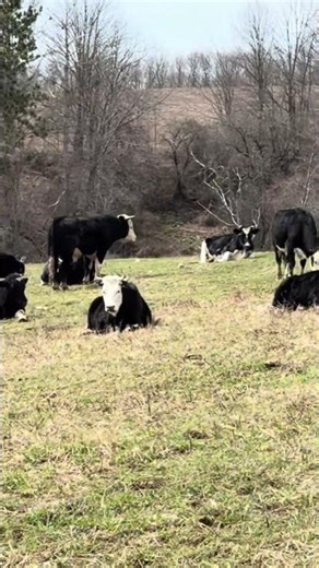 Logging with hamburgers 😋 #logger #country #cows #shorts #skidder