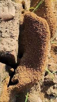Ant Mound I Marvel of Natural Engineering why and how ant mounds are built I their importance