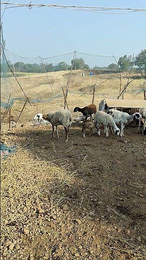 There should be such security for the farm...#viral #goatsheep #shortsviral #viral