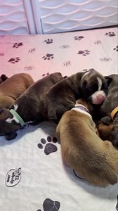 9.7K views · 1.3K reactions | Baby boxer video! Eyes open!!! | For the Love of a Boxer Rescue & Sanctuary - Michigan | Facebook