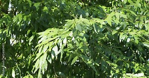 (Umbellularia californica) Oregon myrtle tree ' pepperwood' with slender and supple twigs bearing simple, bright green, lance-shaped alternate loose and shady foliage swaying lightly in the wind Stock Video