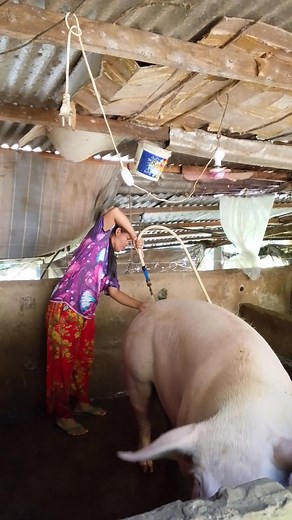 Paligo alaga #ka baboy #happy farming #followersreels @highlight no | Jennipher Francisco Jose