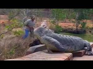 What would happen if someone put on a CROCODILE costume and joined them? Amazing CROCODILE incidents