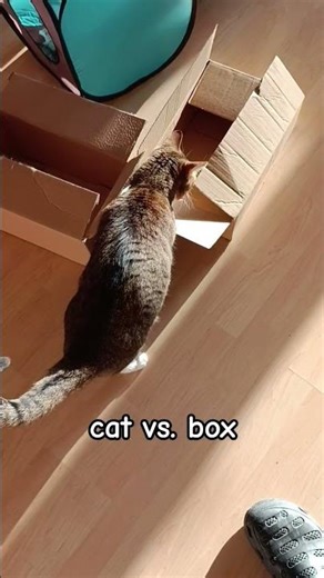 Cat vs. box #shorts #catbox