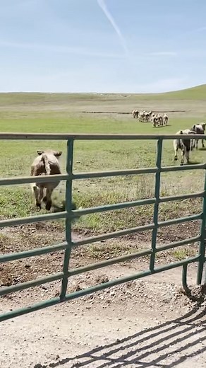 617K views · 10K reactions | It's been a busy couple of weeks getting fences in shape, feed bins filled and unloading yearlings. Enjoying a little bit of needed rain today! | Wiggins Ranch | Facebook