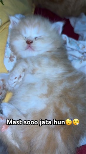 Mast soo jata hun #cat #petlover