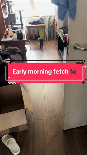 #CatsOfTikTok #MeowTok #CatLife #SillyCat #FluffyCat #CatMeme #FurryFriend