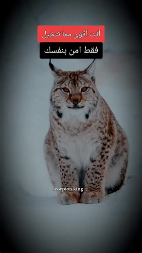 ‏(🦂scorpion king)🖤👌