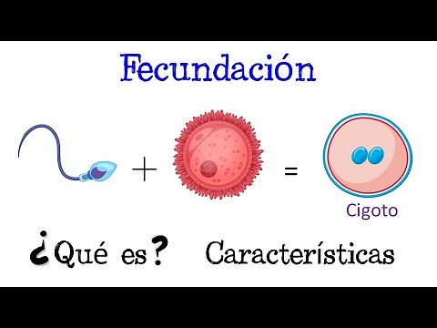 💥 ¿Qué es la Fecundación? 💥 [Fácil y Rápido] | BIOLOGÍA |