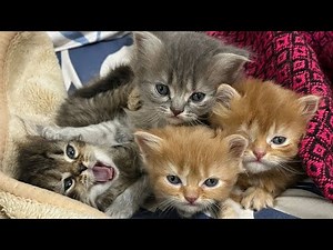 kittens For Sale #kitten #live #cat