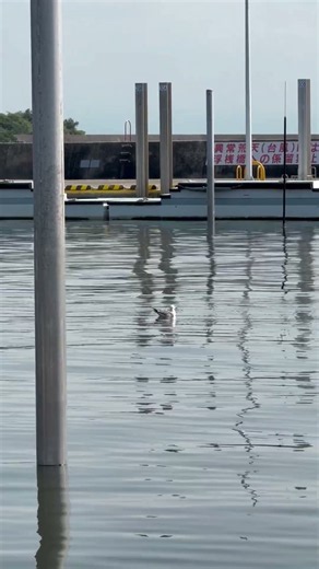 今朝の新有明魚です。潮が変わって赤潮も少しは改善した様に見えました。カモメがぷかぷかと浮いてます。