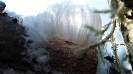 Hair ice: a PNW phenomenon that forms under specific circumstance