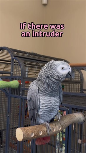 African Grey Intruder Training | Gizmo's Journey