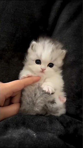 From Heartbreaking to Heart-Melting.. Cats Will Make You Cry! 😭💔