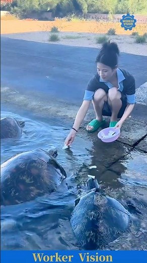 Fisher feeding giant turtles by the river ｜ 어부가 강가에서 거북이를 먹이는 모습
