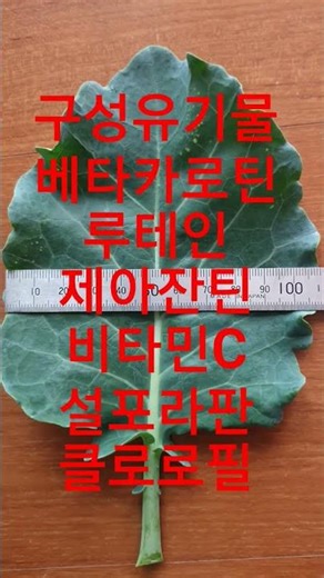 케일 구성 유기물,효능^더보기~