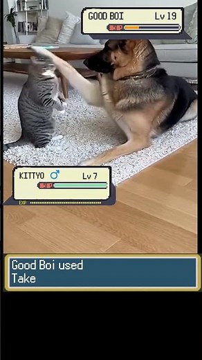 POV: Watching A Real Life Pokemon Battle Intense Action #pokemon #pokemonbattle #pokémon #animals