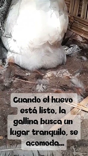 ¿Qué pasa cuando la gallina pone su huevo? 🐔🥚 #Gallinas #Huevos #Avicultura #DatoCurioso #gallinas