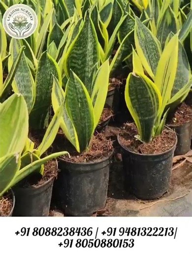 Lakshmi Nursery