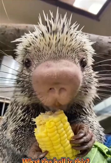 Understanding Porcupines: Fascinating Animal Facts