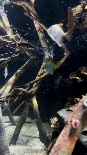 #Mangroves support an incredible amount of marine life 🌱 The twists and turns of their roots create a safe haven for animals below and above the surface! Many marine species – like these baby Diamondfish – use #mangroves as nurseries during their early life stages. | Birch Aquarium at Scripps