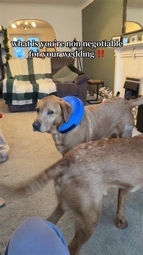 no dogs no wedding 😂 #weddingtok #wedding #bride #bridetok #2027bride