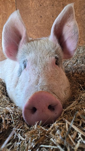 Figgy Farm Animal Sanctuary, Inc. 🐗 on Instagram: "Rufus is a very special boy. 😍 There aren’t many humans (or pigs) who get to be in Rufus’s inner circle. He’s selective about who he trusts, and that’s completely okay. I personally trust him with my life. Rufus is our second biggest pig, right behind Lucy, and he likely weighs around 600+ lbs. He’s massive. But with me, he’s nothing but a cuddle bear. I’ve received plenty of comments over the years saying things like: the pigs could “eat me i
