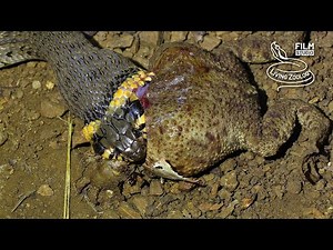 Snake vs toad, strong snake swallows a large toad