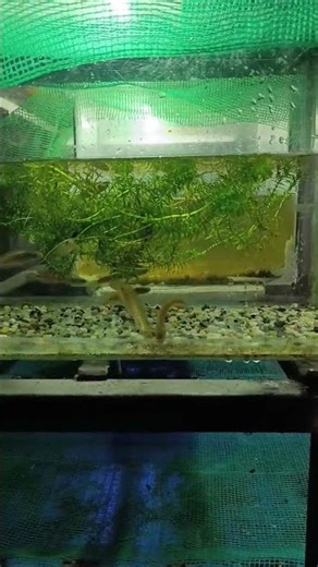 Cho cá lóc cảnh trân châu ngũ sắc size 6 8, ăn nòng nọc cóc, đớp lia lịa