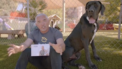 153K views · 6.2K reactions | How do you teach your dog rules,...