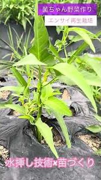 [You Can Regrow Water Spinach by Cutting It] Cut 2-3 nodes → Rooting in Water! Regenerative Culti...