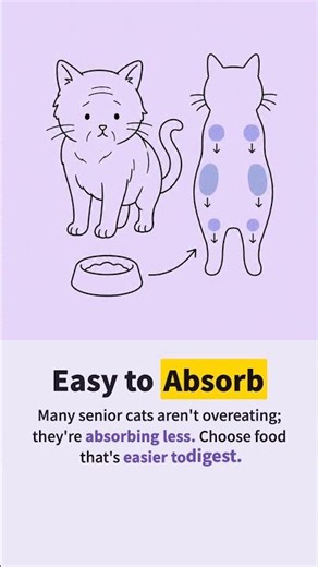 Senior Cat Nutrition: Why Eating Enough May Still Lead to Weight Loss