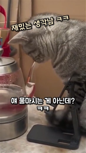 또 이상한 루틴 추가한 고양이ㅋㅋㅋ #고양이 #동물 #동물영상 #고양이일상