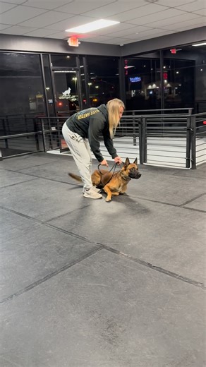 20K views · 828 reactions | Fun new project, stay tuned  屢 @collin_k114 | that.shepherd.girl | Facebook