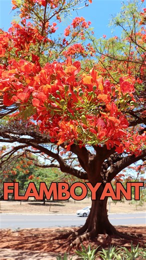 O nome dela já explica muita coisa: Flamboyant, termo francês para designar o tom flamejante de suas flores vermelhas! Em alguns países é chamada de Flame of the forest (Chama da Floresta) ou Flame tree (Árvore de Fogo). E realmente quem vê uma pessoalmente fica impactado com o vermelho vivo de suas flores! Também conhecida como Flamboiã, Acácia-rubra, Flor-do-paraíso, entre outros (Delonix regia), a espécie é originária da Ilha de Madagascar, na África, de onde teria sido trazida no século 19 p