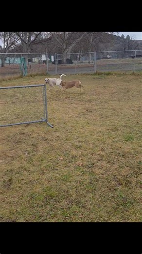 🐾 Meet Owen — back and ready to steal your heart! 🐾 Owen is the truest definition of a social butterfly 🦋. He does wonderfully with other dogs (even the pushy ones!) and absolutely adores people with his whole heart 💖. A true playtime expert 🎾 and snuggle enthusiast 🤍, Owen knows how to balance fun and affection like a pro. He loves zooming around and playing just as much as he loves slowing down for cuddles. Owen happily accepts full-body hugs 🤗, forehead kisses 💋, and when he’s feeling