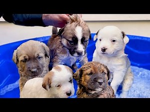 Giving My 5-Week-Old Rescue Puppies A Flea Bath!
