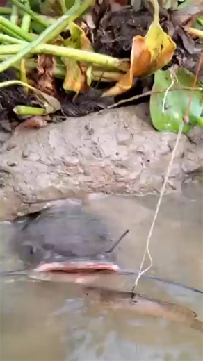 OMG! Amazing Small Fish Trap in Beel pond water #fishing #bigfish #fishvideo #trap_fishing #shorts | Adeline Rivera