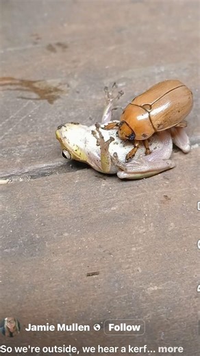 June bug attacking tree frog??? #entomology #insects #bugs #treefrog #amphibians #nature #fyp #frog