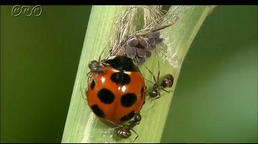 助け合って生きていく | NHK for School