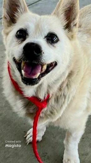 4.8K views · 429 reactions | Happiest update : Cubone has been...