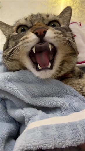 Meow loudly#jinjin #fyp #CatCare | Cat Meowing Loudly