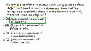 Identifying the Correct Monomer That Makes up a Polymer