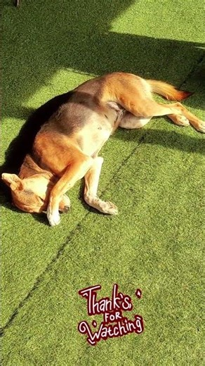 funny dog #trendingshorts #cuteanimals #funny #youtubeshorts