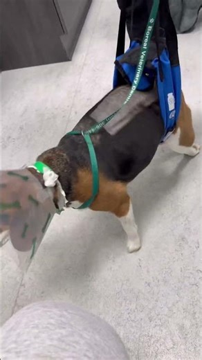 Sookie's first walk without all the tubes and catheters - four days post op ♥️