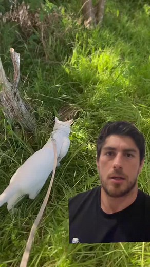 Harness Training for Cats: Tips and Techniques for Success