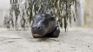 New baby pygmy hippo makes debut in Kansas