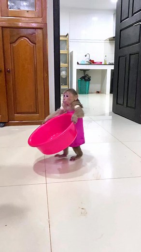 Monkey Icy is so strong 💪 #monkey #babymonkey #AnimalLovers #animals #monkeylove | Monkey Icy