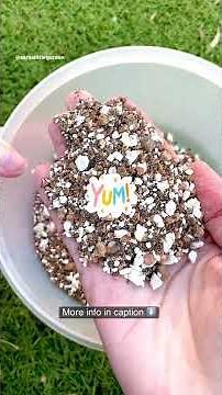 Repotting New Lithops