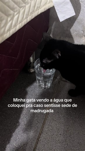 Gato Adora Água: Beber e Banho na Touca